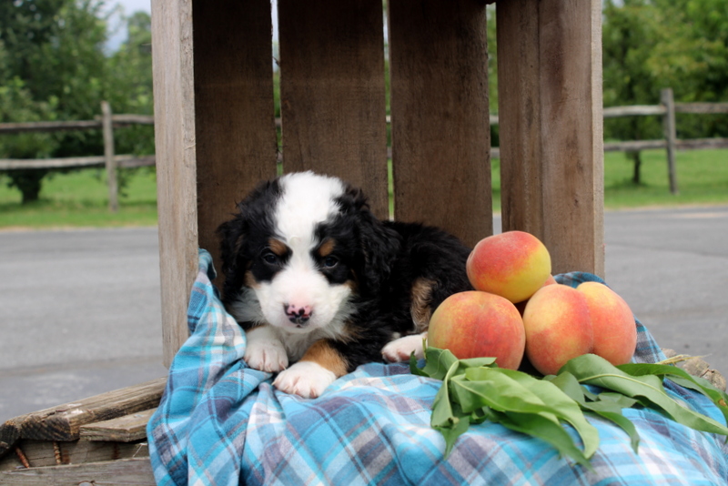 puppy, for, sale, Mini Bernedoodle F2, Matthew B. Stoltzfus, dog, breeder, Gap, PA, dog-breeder, puppy-for-sale, forsale, nearby, find, puppyfind, locator, puppylocator, aca